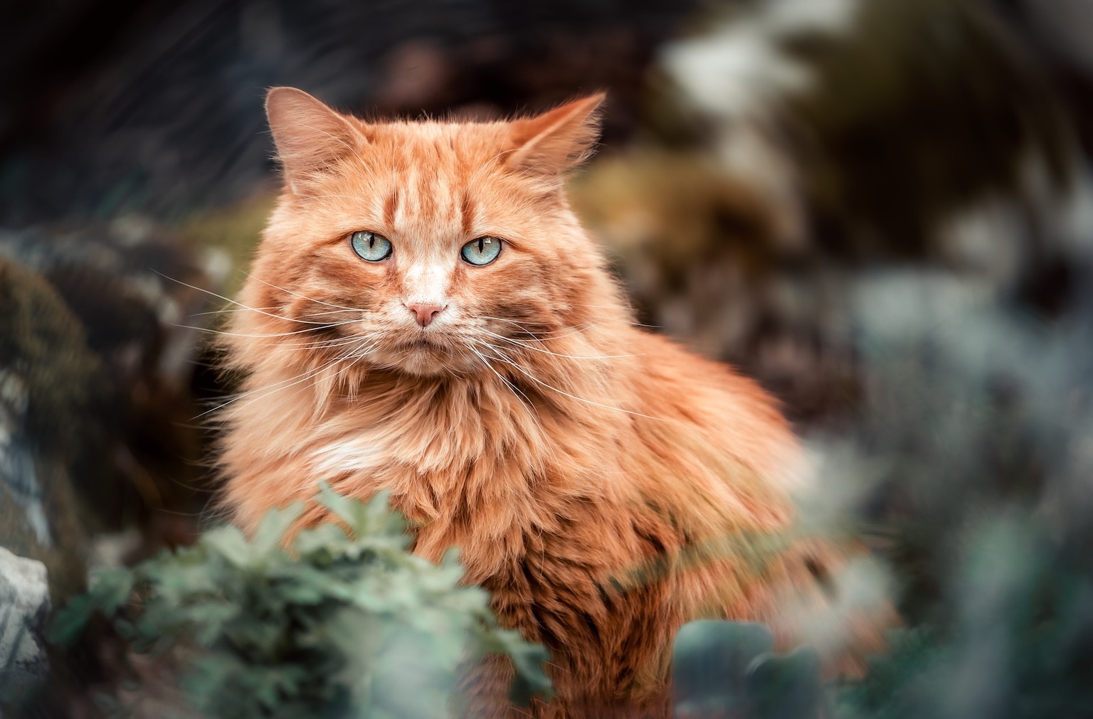photographe animaux Delémont
